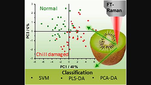 Identification and classification of chill-damaged versus sound kiwifruit using Raman spectroscopy and chemometrics