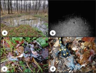 Do it like the otter—data on the amphibian skinning behaviour in the Eurasian badger (Meles meles L., 1758)