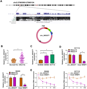 Circular RNA (circ)_0053277 Contributes to Colorectal Cancer Cell Growth, Angiogenesis, Metastasis and Glycolysis.