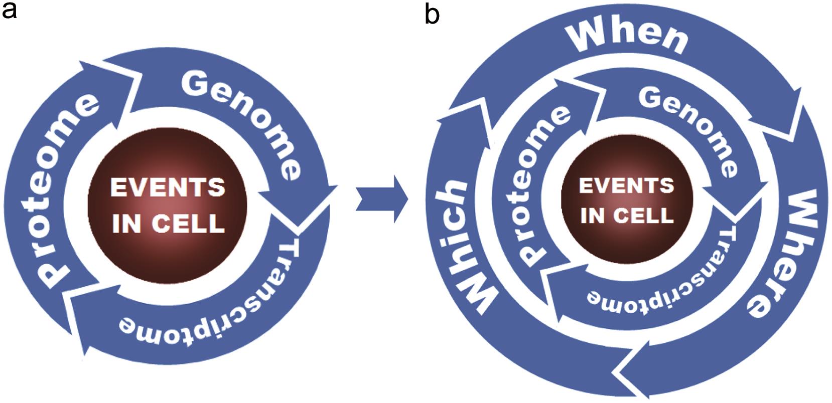 The GTP Core and Its Regulation in Spatiotemporal Cell Biology