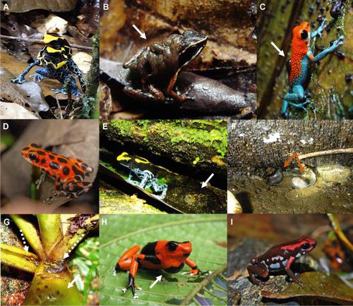 Poison frog social behaviour under global change: potential impacts and future challenges