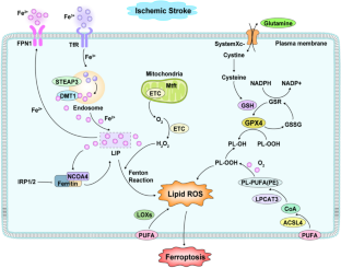 Nrf2 and Ferroptosis: A New Research Direction for Ischemic Stroke.