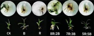 Different combinations of red and blue LED light affect the growth, physiology metabolism and photosynthesis of in vitro-cultured Dendrobium nobile ‘Zixia’