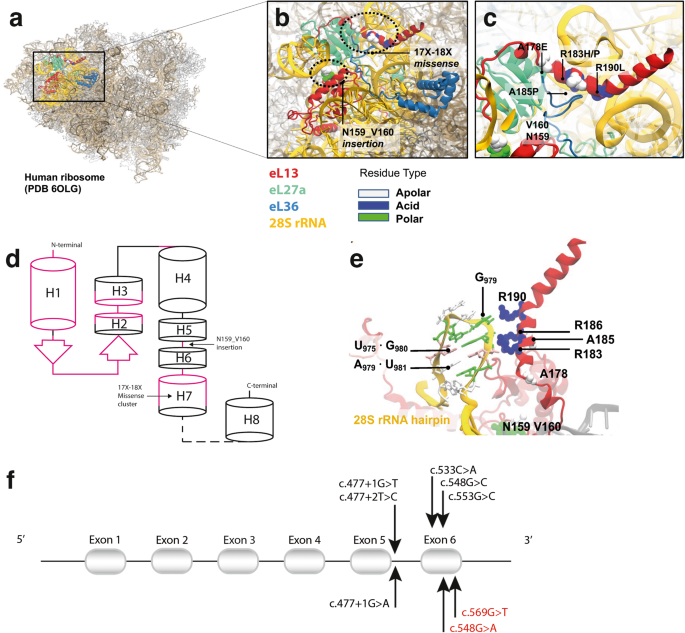 Clinical, genetic and structural delineation of RPL13-related spondyloepimetaphyseal dysplasia suggest extra-ribosomal functions of eL13.