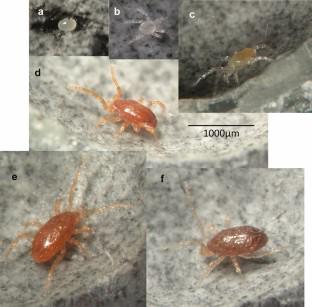 Mite dilemma: molting to acquire sexual maturity or not molting to ensure durability and dispersal ability in Phorytocarpais fimetorum (Parasitiformes; Gamasida; Parasitidae)