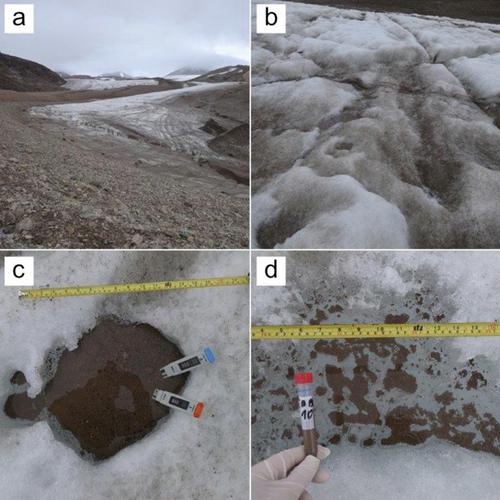 Cryophilic Tardigrada have disjunct and bipolar distribution and establish long-term stable, low-density demes