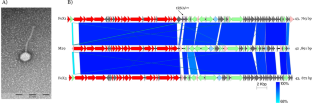 Complete genome sequence of Xanthomonas phage M29, a new member of Foxunavirus isolated in the Czech Republic.