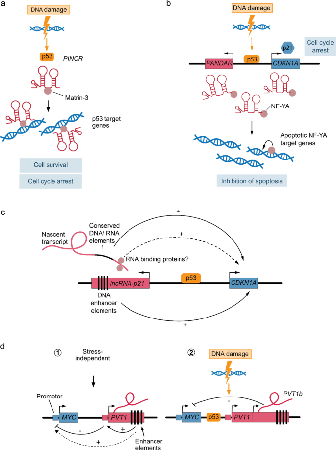 Long noncoding RNAs as versatile molecular regulators of cellular stress response and homeostasis.