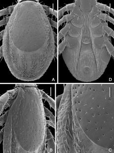 Description of a new species of Ixodes Latreille, 1795 (Acari: Ixodidae), parasite of shrew tenrecs (Afrotheria: Tenrecidae) and rodents (Rodentia: Muridae) on Madagascar.