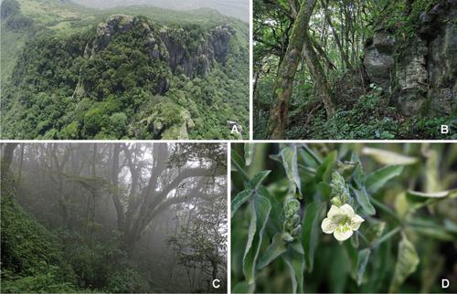 A further new species of Isoglossa (Acanthaceae) from the Eastern Arc Mountains of Tanzania