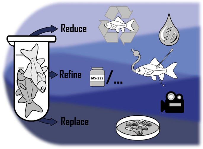 Status assessment and opportunities for improving fish welfare in animal experimental research according to the 3R-Guidelines