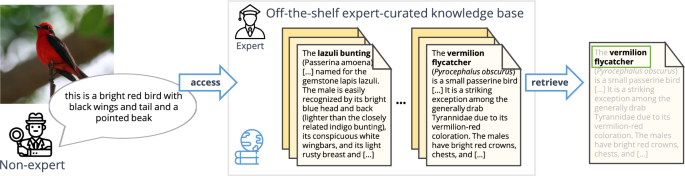 The Curious Layperson: Fine-Grained Image Recognition Without Expert Labels