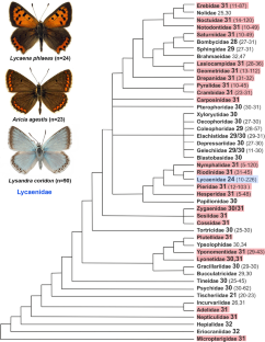 Chromosomal conservatism vs chromosomal megaevolution: enigma of karyotypic evolution in Lepidoptera.