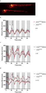 The Effects of Long-term, Low-dose β-N-methylamino-L-alanine (BMAA) Exposures in Adult SOD<sup>G93R</sup> Transgenic Zebrafish.