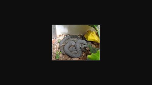 Bridging conservation across the ex situ-in situ spectrum: Insights into the reproductive ecology of the threatened narrow-headed gartersnake (Thamnophis rufipunctatus).