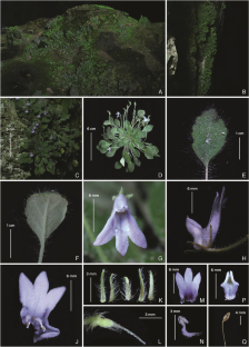 Petrocosmea getuheensis (Gesneriaceae), a new species from a karst cave in Guizhou Province, China