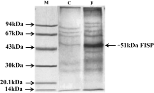 Identification of Fusarium-induced stress protein (FISP) in wheat: characterization and localization