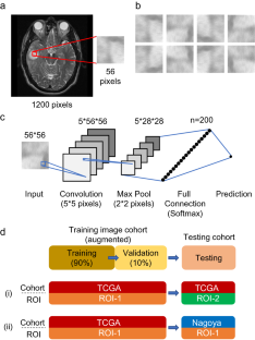 Easy-to-use machine learning system for the prediction of IDH mutation and 1p/19q codeletion using MRI images of adult-type diffuse gliomas.