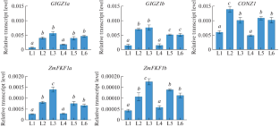 Expression Levels of Flowering Time Genes (CONZ1, GIGZ1A, GIGZ1B, FKF1A, and FKF1B) in Seedlings under Long-Day Conditions Differentiates Early and Late Zea mays L. Lines.