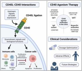 Harnessing the potential of CD40 agonism in cancer therapy