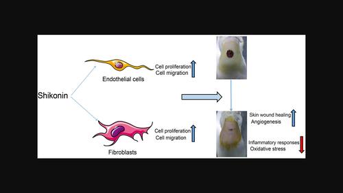 Shikonin potentiates skin wound healing in Sprague–Dawley rats by stimulating fibroblast and endothelial cell proliferation and angiogenesis