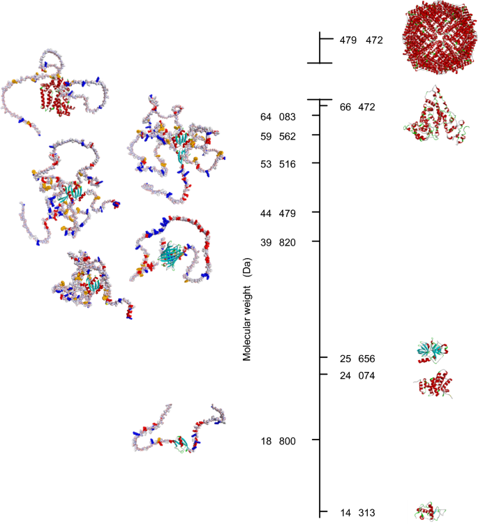 Diversity of hydrodynamic radii of intrinsically disordered proteins