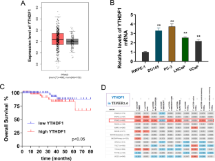 N6-methyladenosine regulator YTHDF1 represses the CD8 + T cell-mediated antitumor immunity and ferroptosis in prostate cancer via m6A/PD-L1 manner