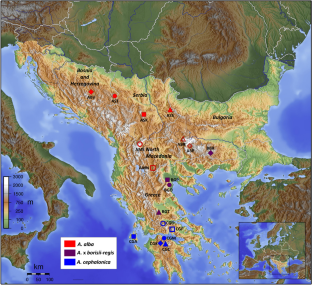 Geographic differentiation of Abies alba, A. x borisii-regis, and A. cephalonica populations at the Balkan Peninsula based on needle morpho-anatomy