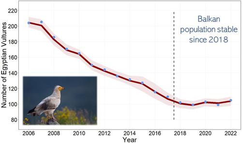 Long-term conservation efforts at flyway scale can halt the population decline in a globally endangered migratory raptor