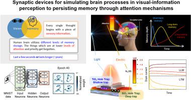 Synaptic devices for simulating brain processes in visual-information perception to persisting memory through attention mechanisms