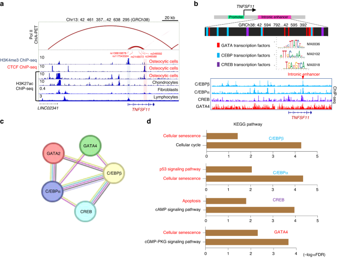 Identification of an intronic enhancer regulating RANKL expression in osteocytic cells.