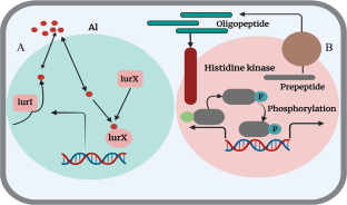 Significance and Exploitation of Rhizosphere Chemical Signaling Metabolites for Enhancing Soil Nutrient Transformation