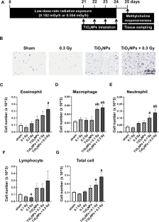 Low-dose-rate gamma radiation aggravates titanium dioxide nanoparticle-induced lung injury in mice