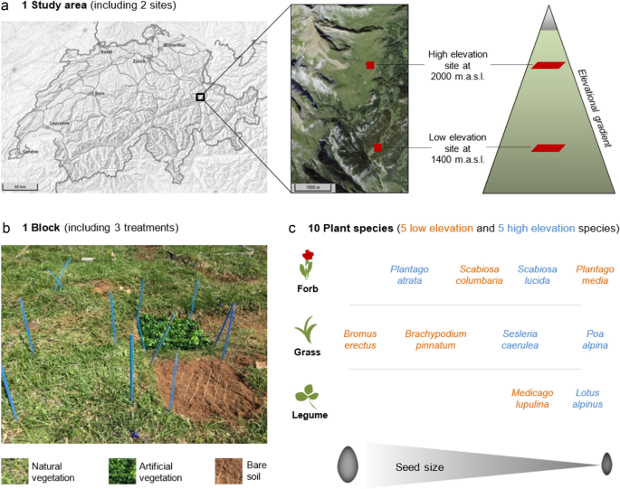 Positive and negative plant−plant interactions influence seedling establishment at both high and low elevations