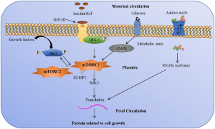 Cardiovascular Dysfunction in Intrauterine Growth Restriction.