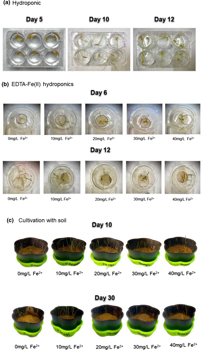 Crucial role of iron plaque on thallium uptake by rice plant