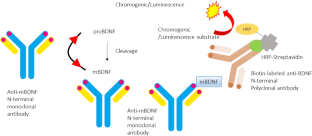 Biosensors, Recent Advances in Determination of BDNF and NfL.