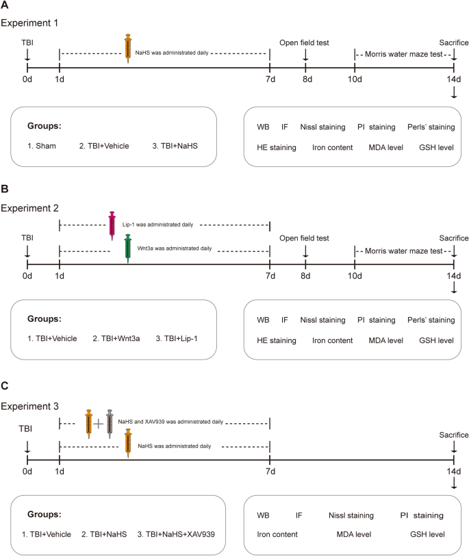 Neuroprotective Effect of Hydrogen Sulfide Subchronic Treatment Against TBI-Induced Ferroptosis and Cognitive Deficits Mediated Through Wnt Signaling Pathway.