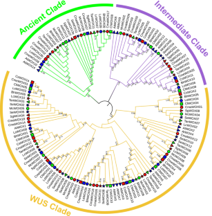 Genome-wide identification and evolutionary analysis of WOX gene family in cucurbit crops