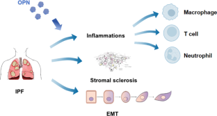 Osteopontin: an essential regulatory protein in idiopathic pulmonary fibrosis.