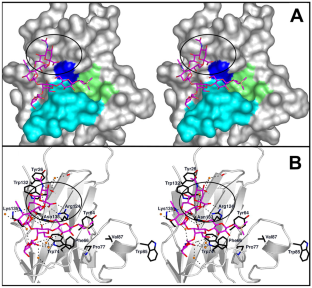 Gangliosides as Siglec ligands.