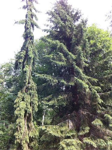 QTL mapping of the narrow-branch “Pendula” phenotype in Norway spruce (Picea abies L. Karst.)