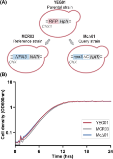 Synthetic negative genome screen of the GPN-loop GTPase NPA3 in Saccharomyces cerevisiae