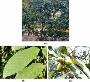 A comprehensive review on the ethno-medicinal and pharmacological properties of Terminalia chebula fruit