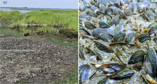 Loss of salt marsh plants impacts ribbed mussel (Geukensia demissa) size, density, and influence on sediment nitrogen cycling