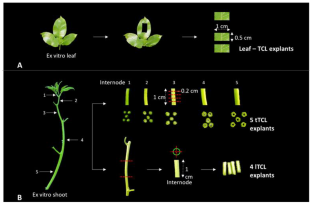 Silver nanoparticles enhance the in vitro plant regeneration via thin cell layer culture system in purple passion fruit