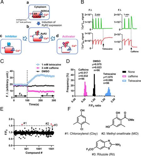 Screening for Novel Type 2 Ryanodine Receptor Inhibitors by Endoplasmic Reticulum Ca<sup>2+</sup> Monitoring.