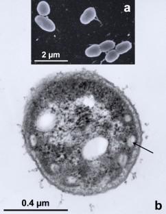 Genomic basis for the unique phenotype of the alkaliphilic purple nonsulfur bacterium Rhodobaca bogoriensis.