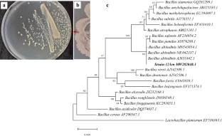 Management of root-knot nematode in kiwifruit using resistance-inducing Bacillus altitudinis