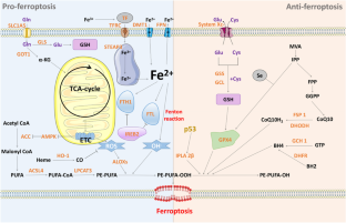 The interplay of miRNAs and ferroptosis in diseases related to iron overload